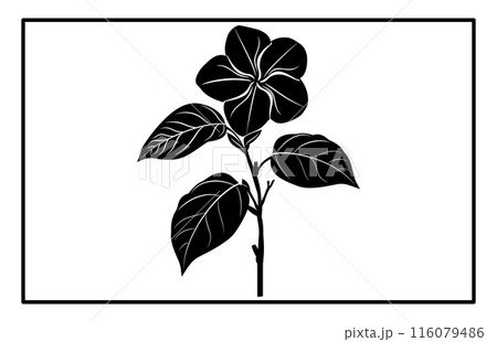 Arabian jasmine flower silhouette, Branch of Arabian Jasmine (Sambac) with flowers, buds and leaves Arabian jasmine flower silhouette, Branch of Arabian Jasmine (Sambac) with flowers, buds and leaves 116079486