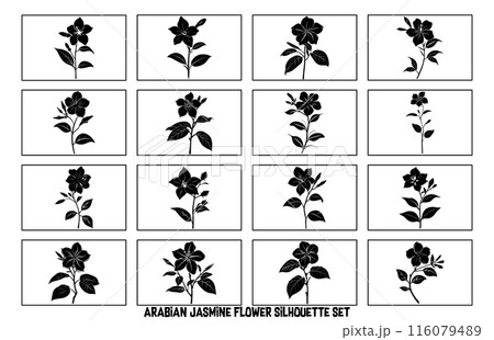 Arabian jasmine flower silhouette set, Branch of Arabian Jasmine (Sambac) with flowers, buds and leaves 116079489