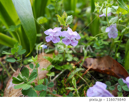 カキドオシのある風景 116079840