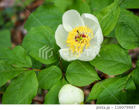 ヤマシャクヤクのある風景 116079987