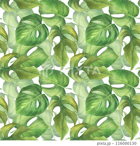 Tropical leaves watercolor seamless pattern. Monstera palm green leaf. Jungle plants foliage. Hand painted illustration. Exotic summer Hawaiian greenery for fabric print on isolated white background Tropical leaves watercolor seamless pattern. Monstera palm green leaf. Jungle plants foliage. Hand painted illustration. Exotic summer Hawaiian greenery for fabric print on isolated white background 116080130