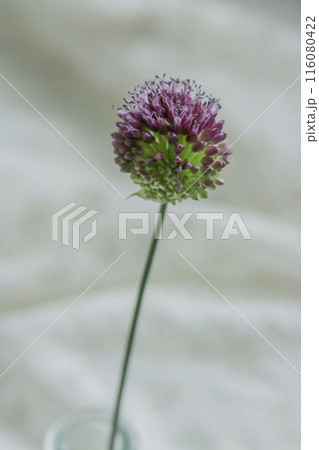 タンチョウアリウムの花 タンチョウアリウムの花 116080422