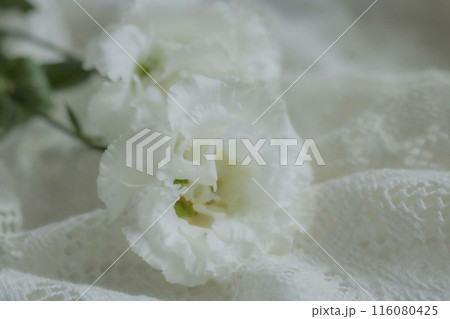 白いトルコキキョウの花 116080425
