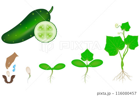 Sequence of a plant of a cucumber growing isolated on white. Sequence of a plant of a cucumber growing isolated on white. 116080457