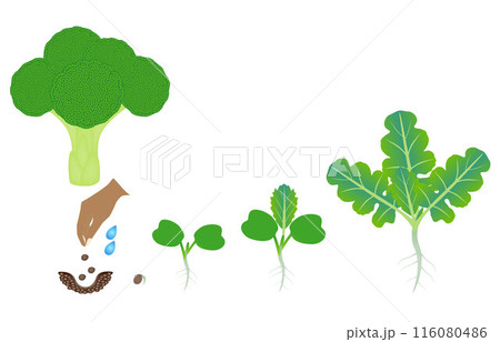Sequence of a plant of a broccoli growing isolated on white. Sequence of a plant of a broccoli growing isolated on white. 116080486