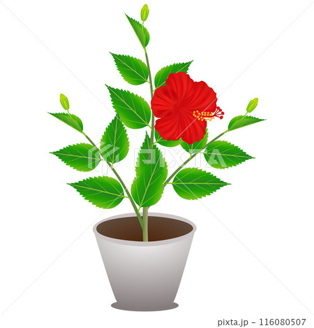 A flowering hibiscus plant in a pot on a white background. A flowering hibiscus plant in a pot on a white background. 116080507