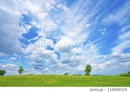初夏の青空と草原 116080529
