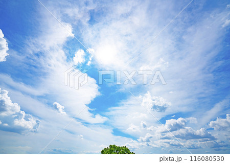 初夏の雲と木立 初夏の雲と木立 116080530