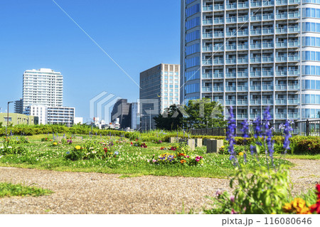 二子玉川公園の風景 緑豊かな都市公園とタワーマンション【東京都・世田谷区】 二子玉川公園の風景 緑豊かな都市公園とタワーマンション【東京都・世田谷区】 116080646