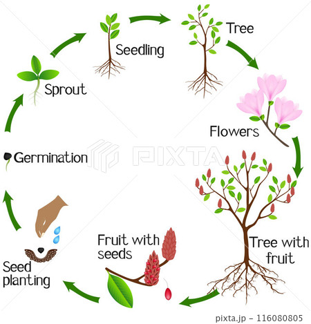A growth cycle of pink magnolia plant on a white background. 116080805