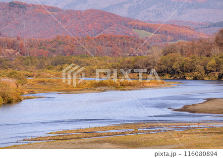 北海道平取町、紅葉の合間を流れる額平川【11月】 北海道平取町、紅葉の合間を流れる額平川【11月】 116080894