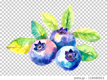 水彩画ブルーベリーのイラストのイラスト素材 [116080931] - PIXTA