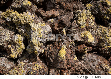 Lichen on volcanic rocks, Lanzarote, Spain Lichen on volcanic rocks, Lanzarote, Spain 116080980