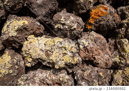 Lichen on volcanic rocks, Lanzarote, Spain 116080982