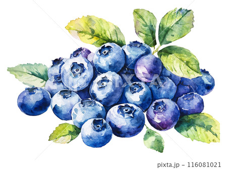 水彩画ブルーベリーのイラスト 水彩画ブルーベリーのイラスト 116081021