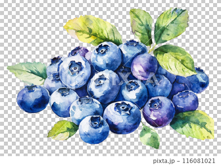 水彩画ブルーベリーのイラスト 水彩画ブルーベリーのイラスト 116081021
