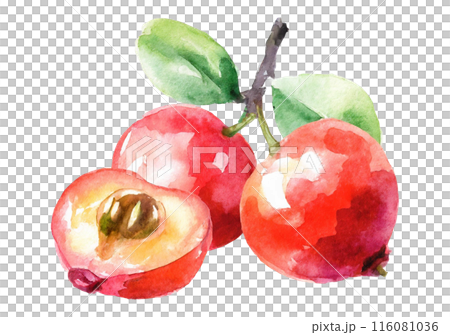 Watercolor acerola illustration 116081036