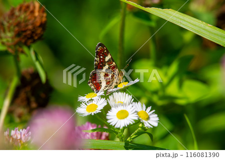 アカマダラ 116081390