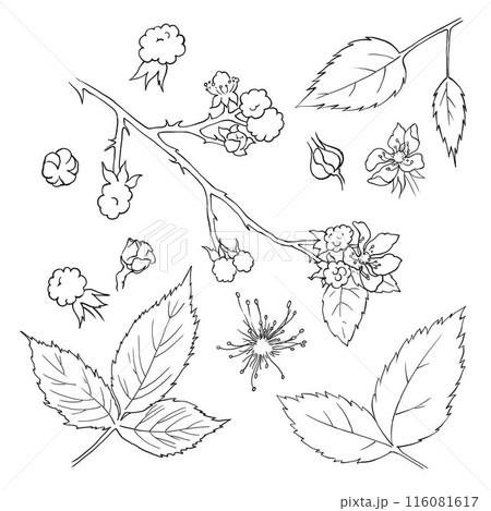 Set of blackberry bush plant elements. Berries, flowers, branches and leaves for the design of jams, cosmetics, cards and other designs. Vector image for printing on dishes, clothes, toys, etc. Set of blackberry bush plant elements. Berries, flowers, branches and leaves for the design of jams, cosmetics, cards and other designs. Vector image for printing on dishes, clothes, toys, etc. 116081617