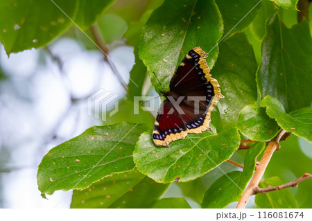 キベリタテハ 116081674