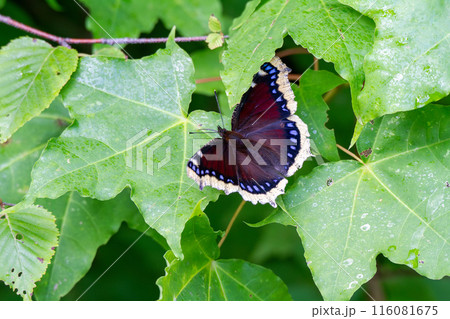 キベリタテハ キベリタテハ 116081675