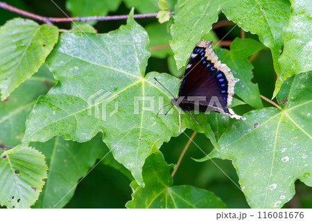 キベリタテハ 116081676