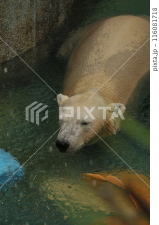 世界園 世界園 116081718