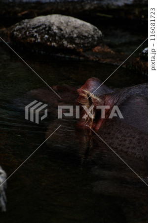 世界園 世界園 116081723