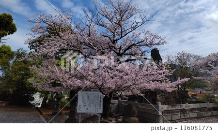 戦没者忠霊塔の桜 須恵町 戦没者忠霊塔の桜 須恵町 116081775