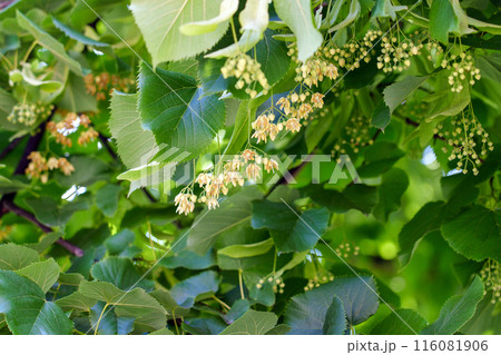 Delicate flowers of the Linden or Lime tree fragrant in the forest. Relaxing organic herbal tea ingredients 116081906