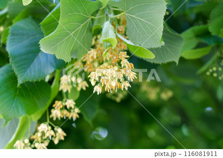 Flowering medicinal Linden tree branch. Tilia cordata blossoms with a soft green leaves background 116081911