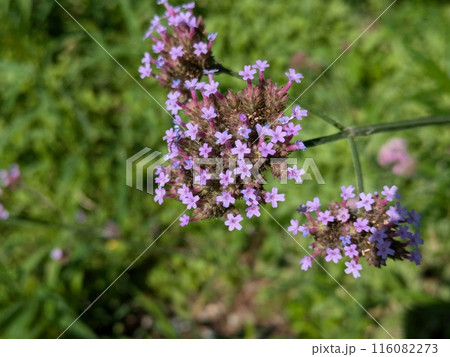 初夏の庭に咲くバーベナボナリエンシスの小さい紫色の花 116082273