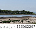 ナラワラ 116082297