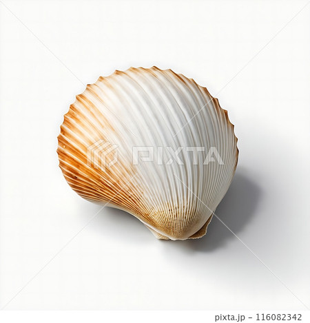 Seashell isolated on a white background. Ideal for design, advertising, and projects with nature or marine themes. Close up, top view 116082342