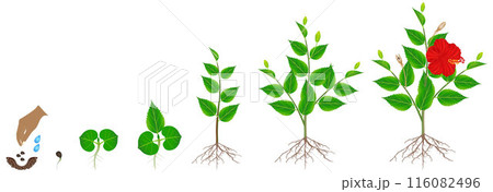 Cycle of growth of hibiscus plant on a white background. Cycle of growth of hibiscus plant on a white background. 116082496