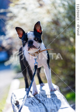公園で遊ぶ愛犬　ボストンテリア 116082851