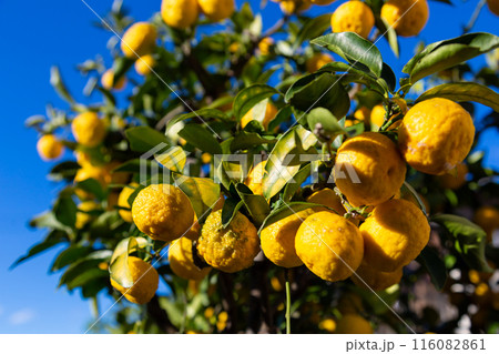 庭の柚 花柚 庭の柚 花柚 116082861