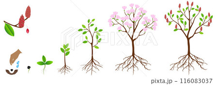 Cycle of growth of pink magnolia plant on a white background. 116083037