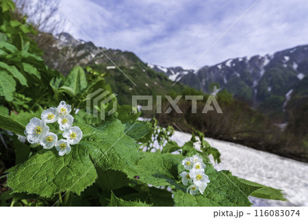 白馬大雪渓に咲くサンカヨウの華 116083074