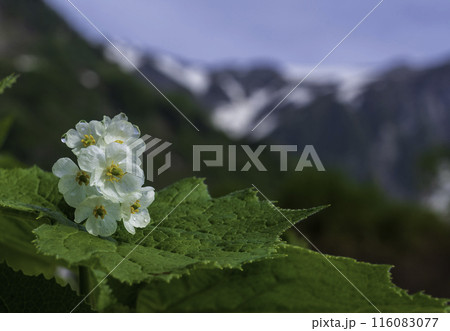 白馬大雪渓に咲くサンカヨウの華 白馬大雪渓に咲くサンカヨウの華 116083077