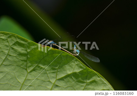 原始蓮の池 アオモンイトトンボの恋の季節 原始蓮の池 アオモンイトトンボの恋の季節 116083160