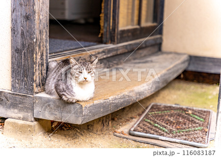 縁側の猫 白キジ 古民家 日本のふるさと 日本の原風景 縁側の猫 白キジ 古民家 日本のふるさと 日本の原風景 116083187