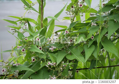 ヘクソカズラの花が咲いている 116083207