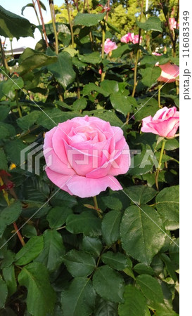 駕与丁公園　バラ園　2024 116083349