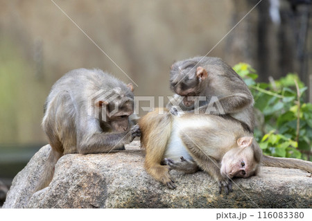 毛繕いをする猿 116083380