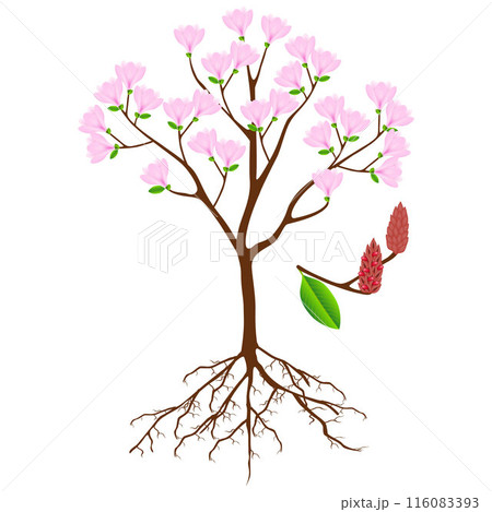 Parts of pink magnolia tree on a white background. 116083393