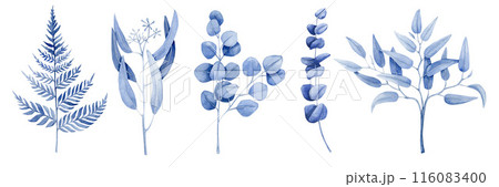 Set of five branches of blue. It is fern, seeded, silver dollar, smilax and spiral eucalyptus in watercolor on a white background. 116083400