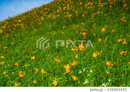 【栃木県】日光・霧降高原  キスゲ平園地のニッコウキスゲ　早朝 116083433