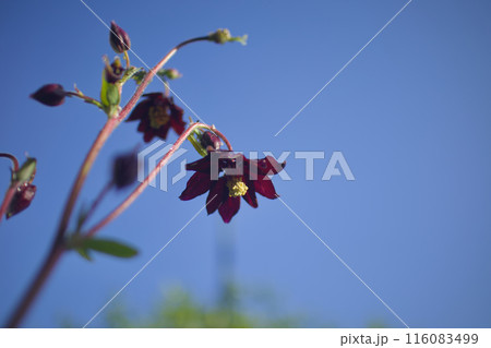 ”ブラックバロー”の一重咲き。西洋オダマキの花言葉は「思い出の恋人」「別れた恋人」。反省とともに。 116083499