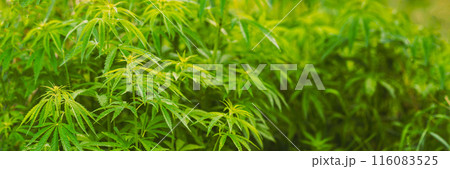 Legal Green Marijuana Cannabis Leaves Growing At Farm In Summer Day, Beautiful Cannabis Background. Cultivation Background. Marijuana Cultivation Green Lush Background Of Leaves. Young Cannabis Plant Legal Green Marijuana Cannabis Leaves Growing At Farm In Summer Day, Beautiful Cannabis Background. Cultivation Background. Marijuana Cultivation Green Lush Background Of Leaves. Young Cannabis Plant 116083525